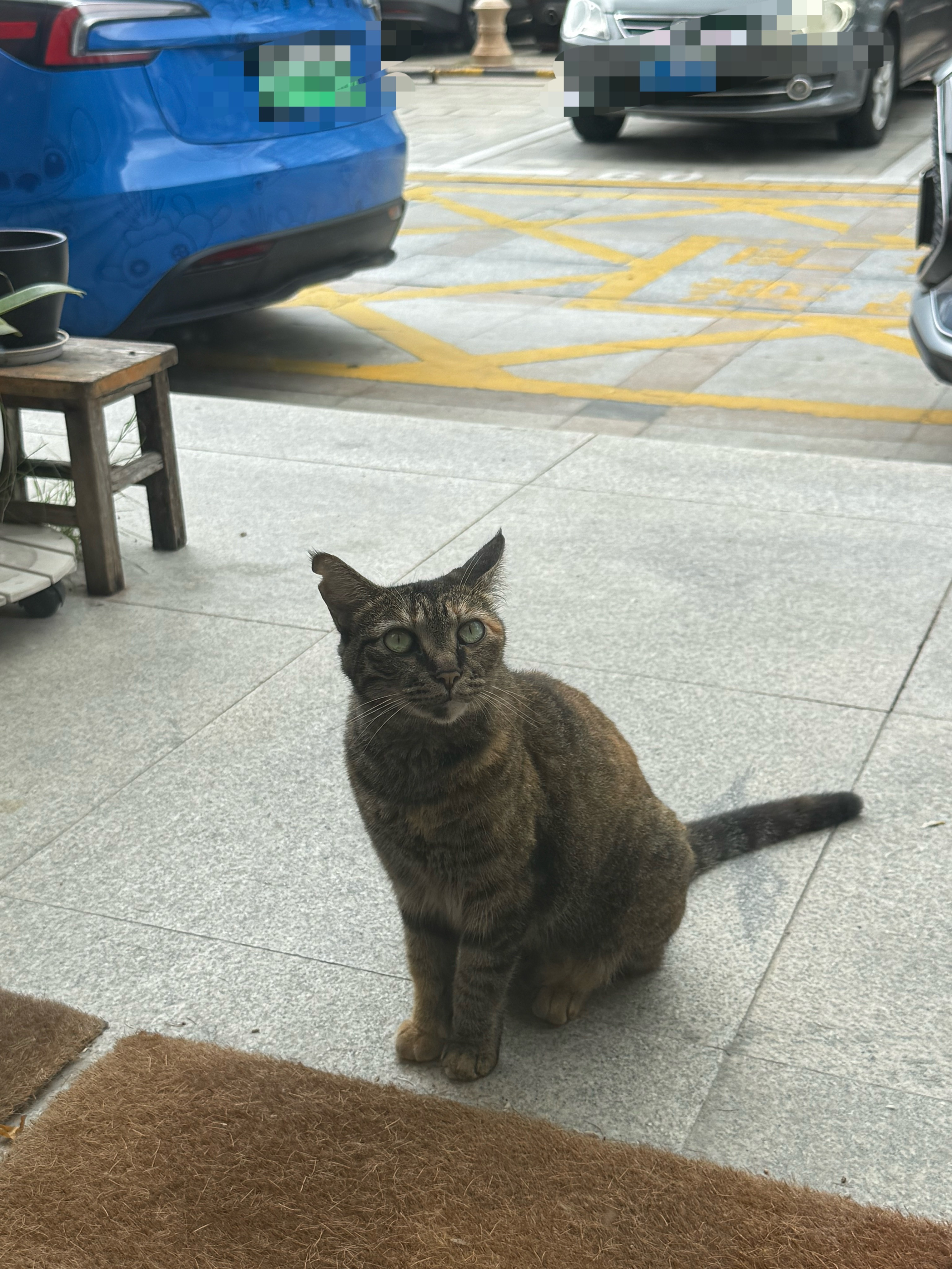 保护好我方小肥肥麻雀。。。。流浪猫 深圳