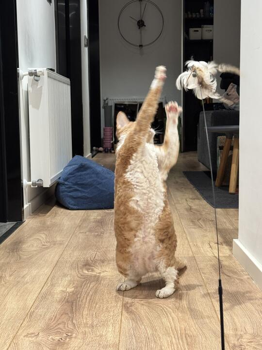 小猫又怎么不是小孩呢