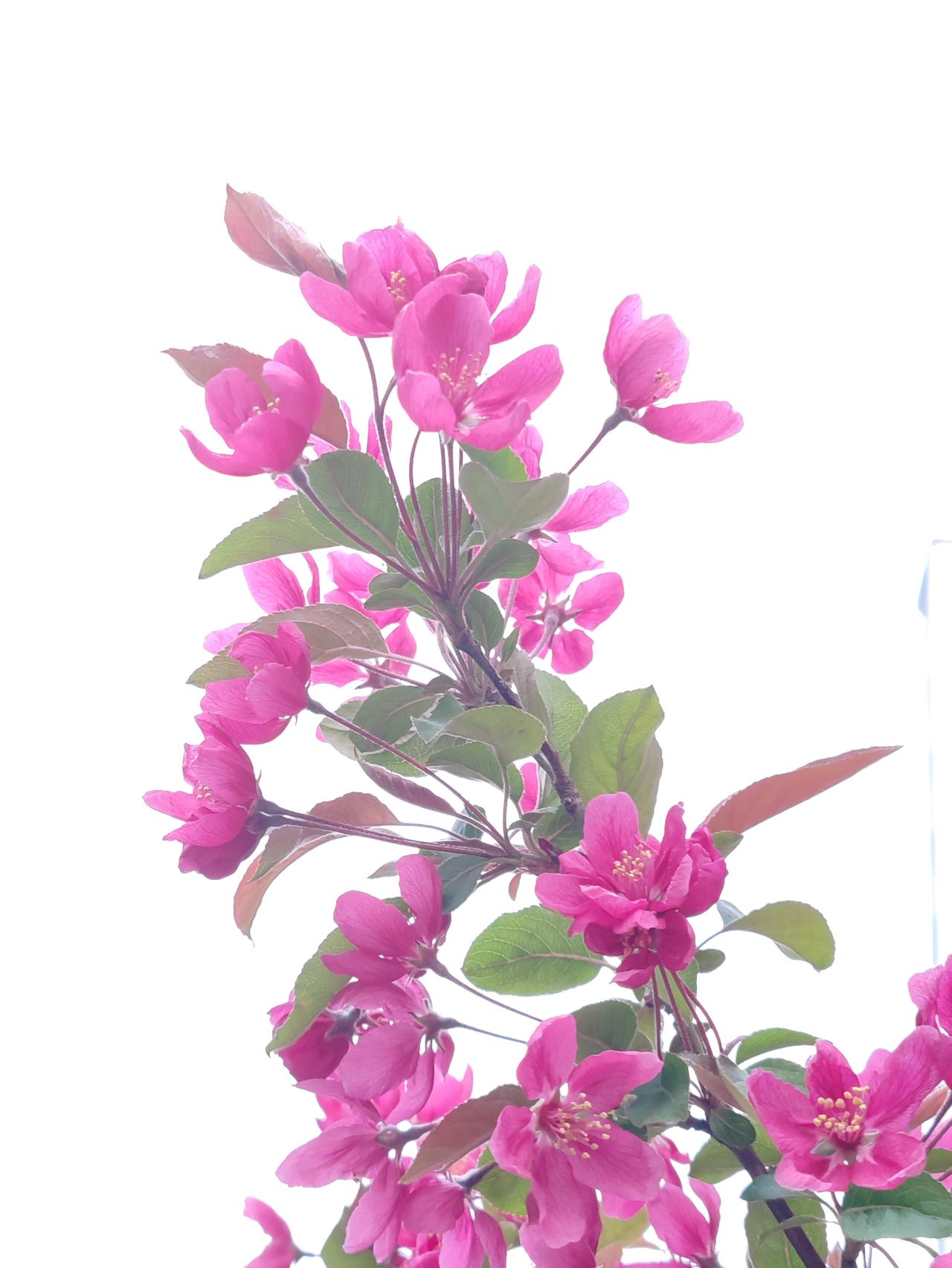 我超爱柳舞春风的诗意！早春二月，柳条轻柔地在春风中舞动，那画面别提多美了。读贺知