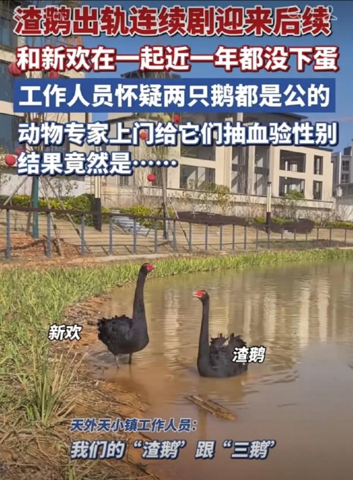 武汉这只“渣鹅”可太有故事了。原本它是和原配母天鹅恩爱十年、共同养育两代娃的“模