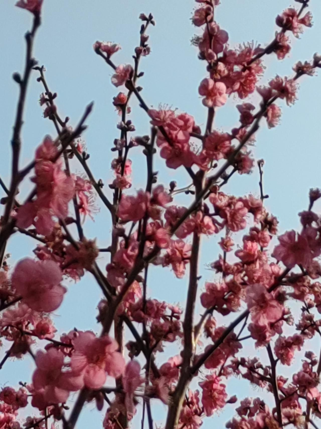 绝句•丙午马年除夕

乙已岁满隐东风，
丙午踏梅春已回。
人间万象紫气来，
跃马