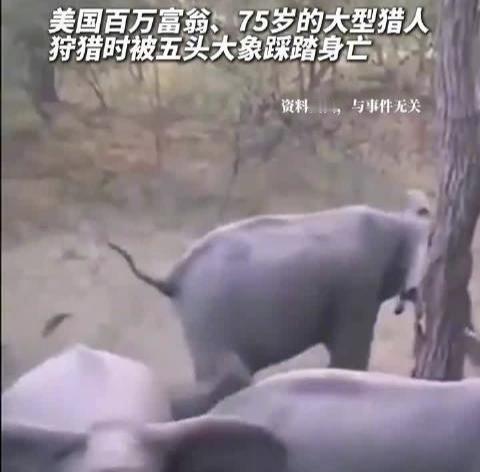 美国富豪非洲打猎被5头大象踩死
4月17日，加蓬雨林里，75岁的加州富豪厄尼·多