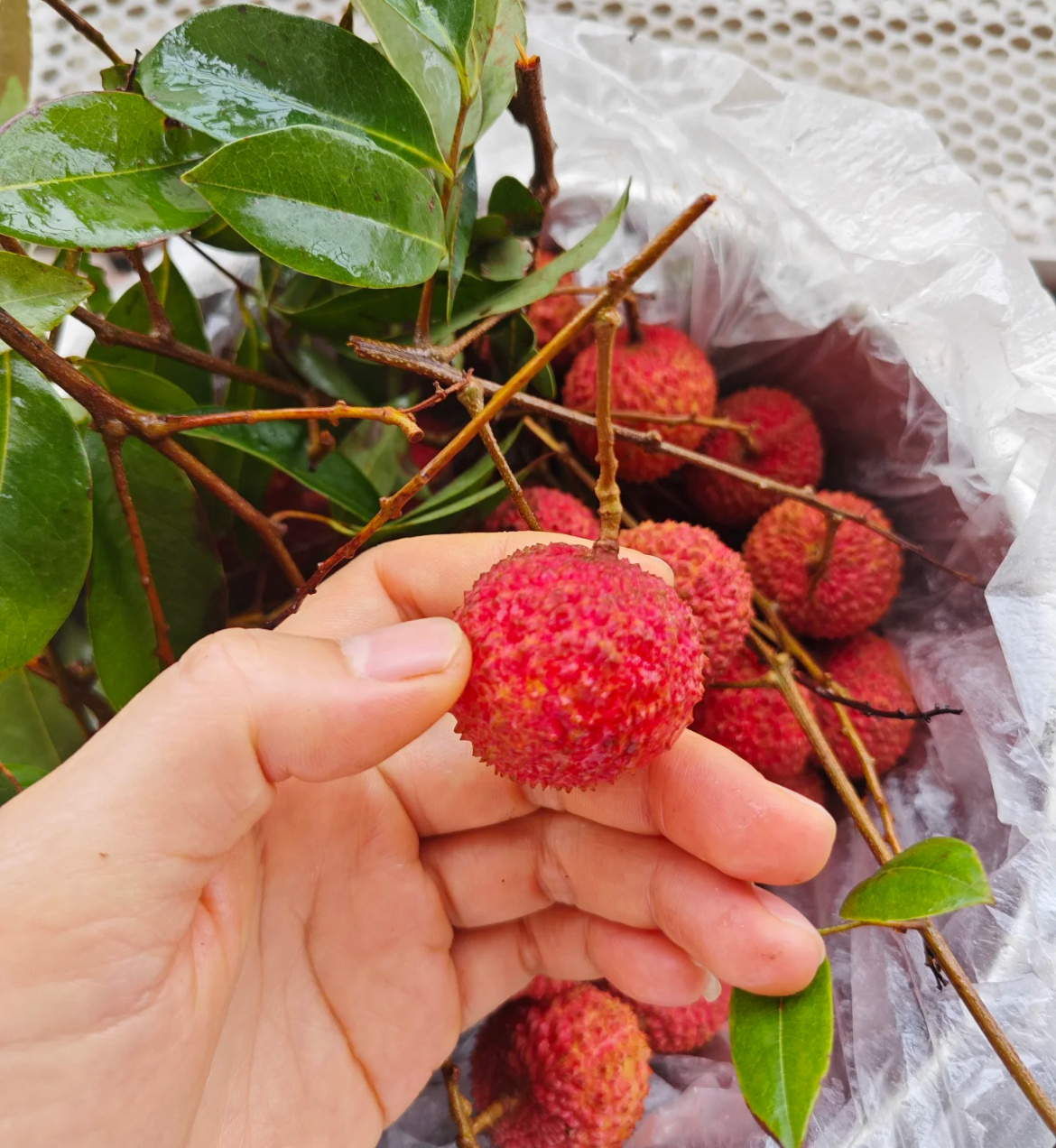 什么冰箱更适合保鲜荔枝如果你刚好有买冰箱的需求，又想无脑保鲜水果、水产，可以选择