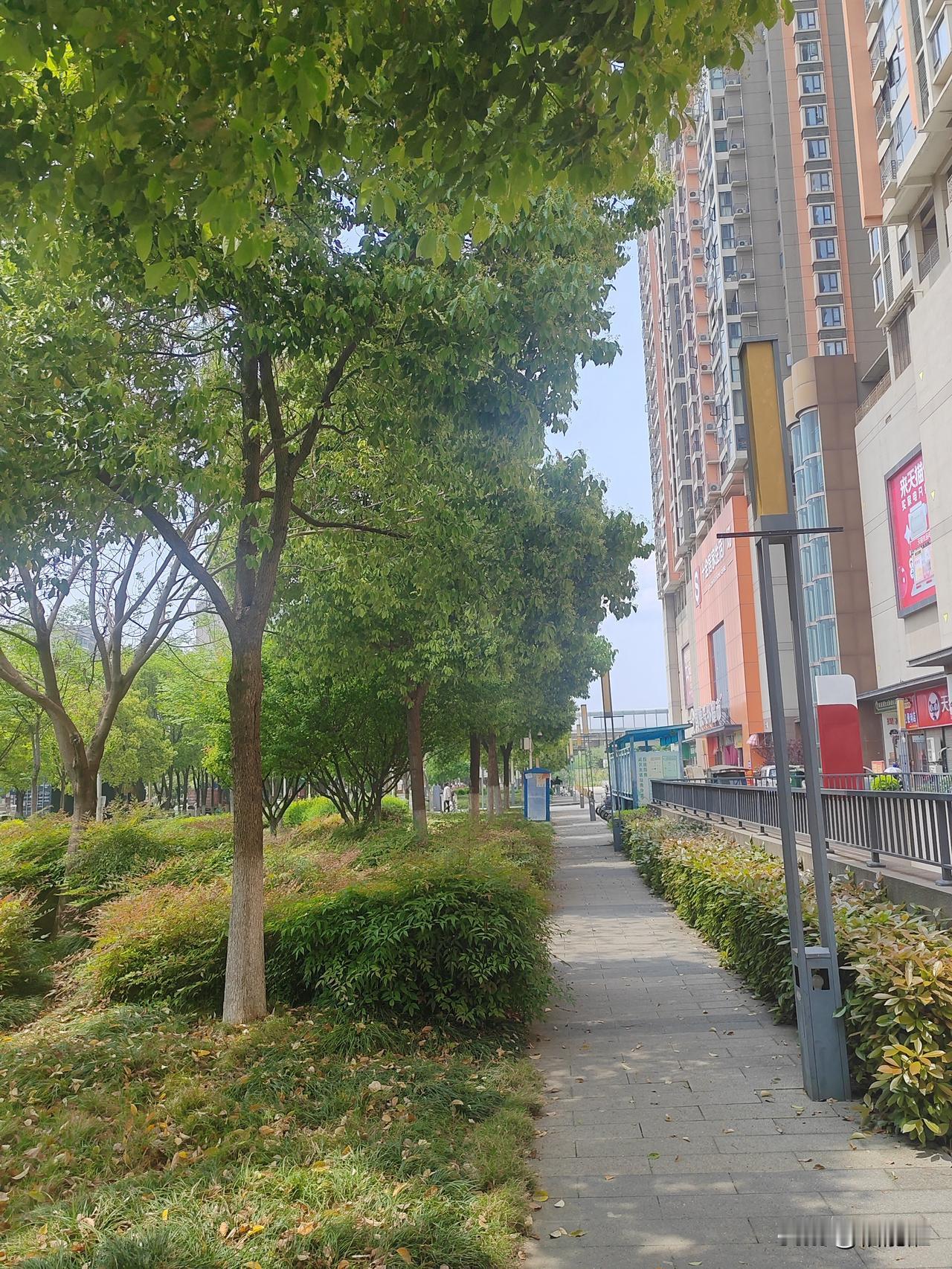 樟树开花，香了
今年雨水足，樟树花开，香了一条街，一条大道，一个公园。