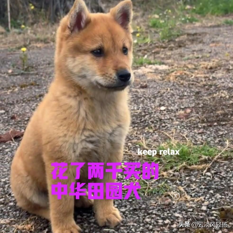 四川的一位网友，花了两千块钱，买了一只中华田园犬。小狗来自田园犬之乡广西，快递就