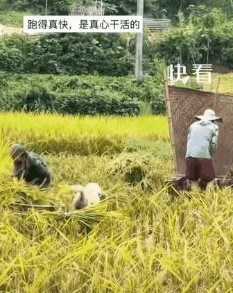 “上新华社了！”四川那户农家收稻谷的视频，在网上传开了。画面里头，一片金黄的稻田