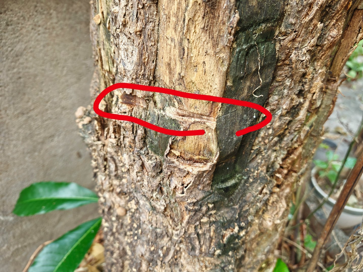 这个电锯到底能拿来干嘛？锯树，树都冒烟了。都只是小伤小伤无足挂齿[允悲] ​​​