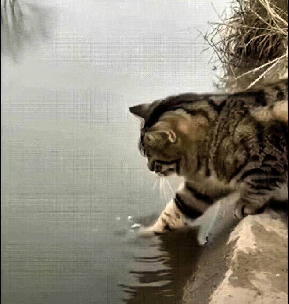“万万没想到！″一只狸花猫，站在河边，直接把一只爪子放进水里。

我起初还以为它