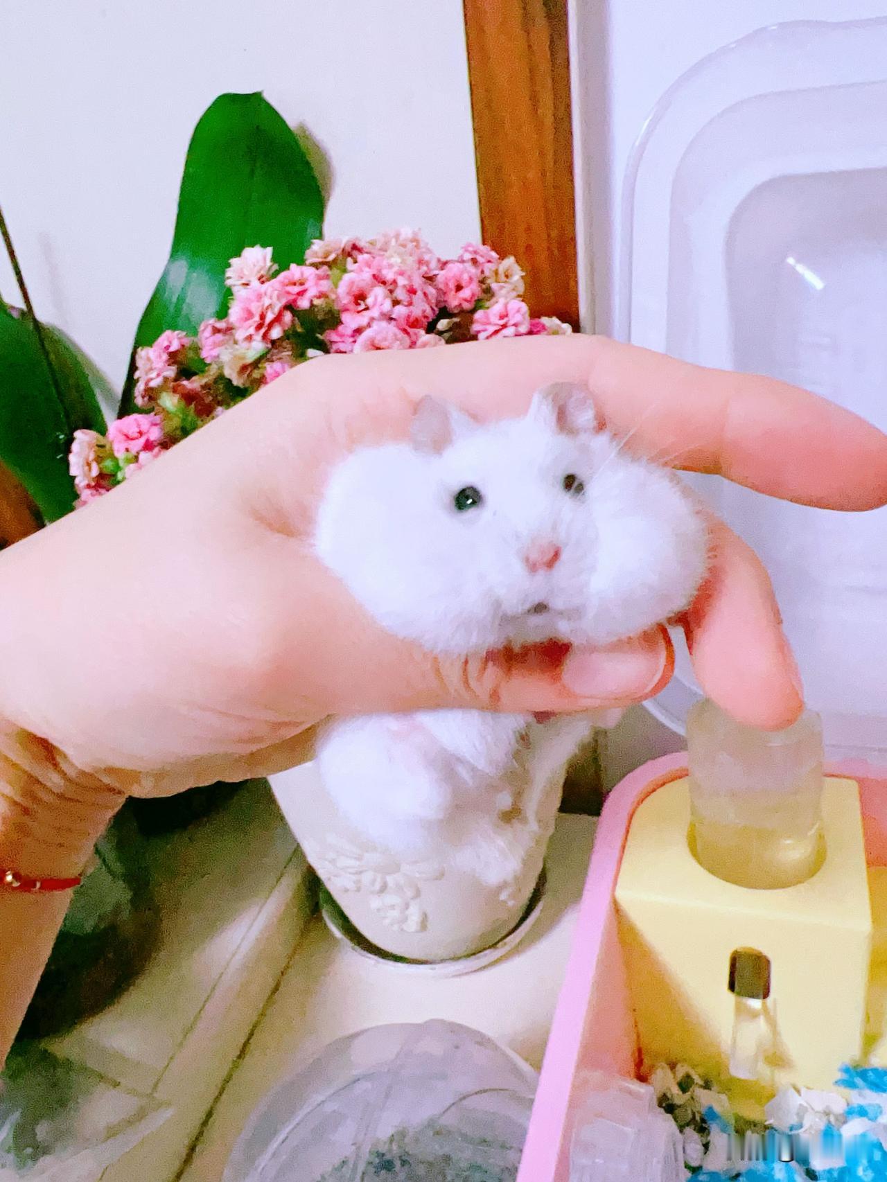 晒晒你们的鼠子