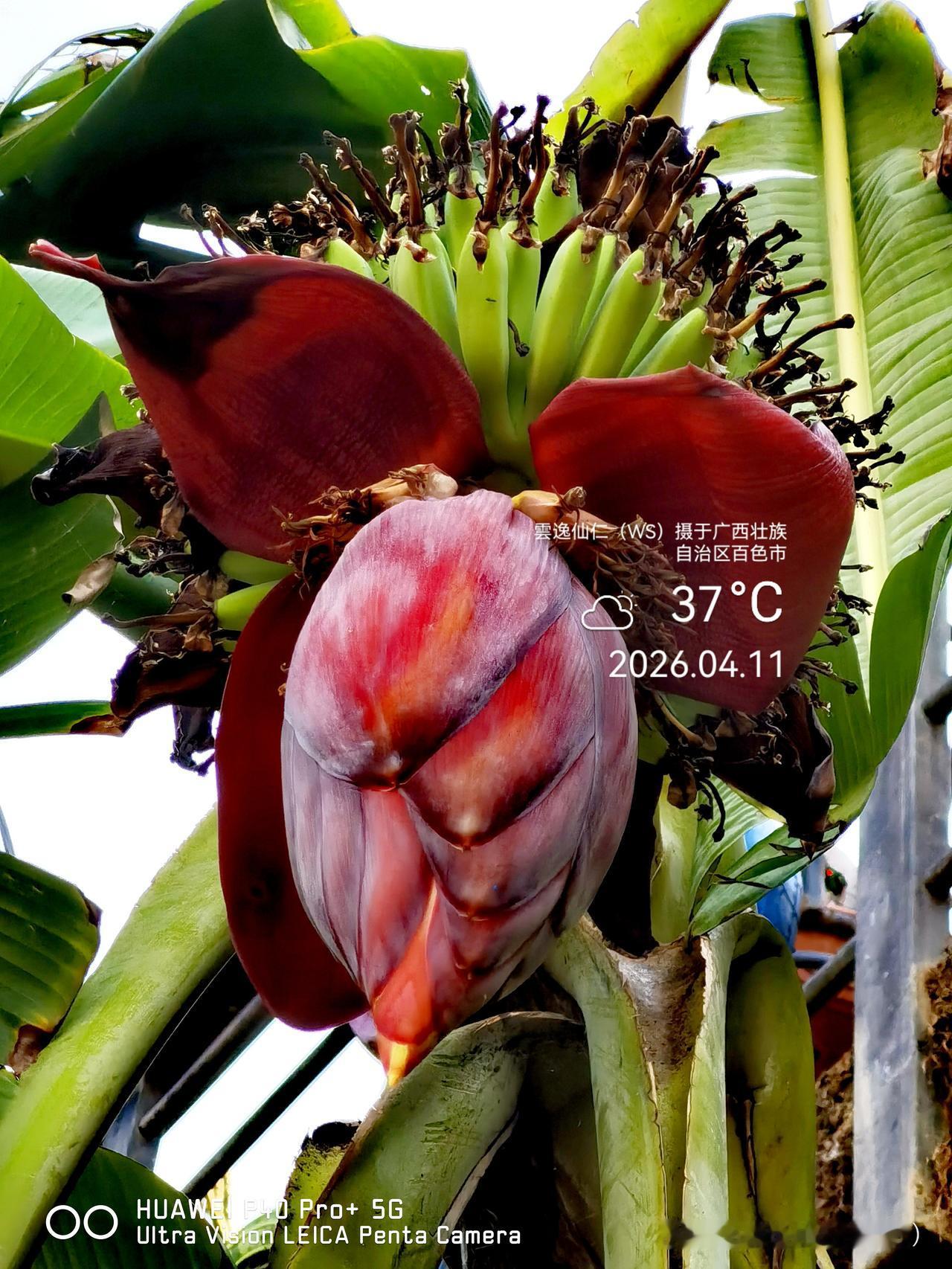 旅居生活记录（9476）广西壮族自治区百色市（161）花儿随拍17：芭蕉花、年轮