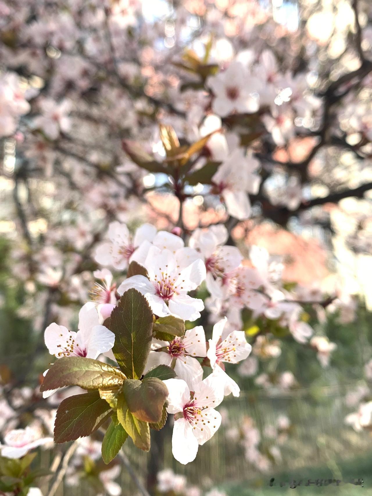 #发一张你的相册里关于春天的照片#