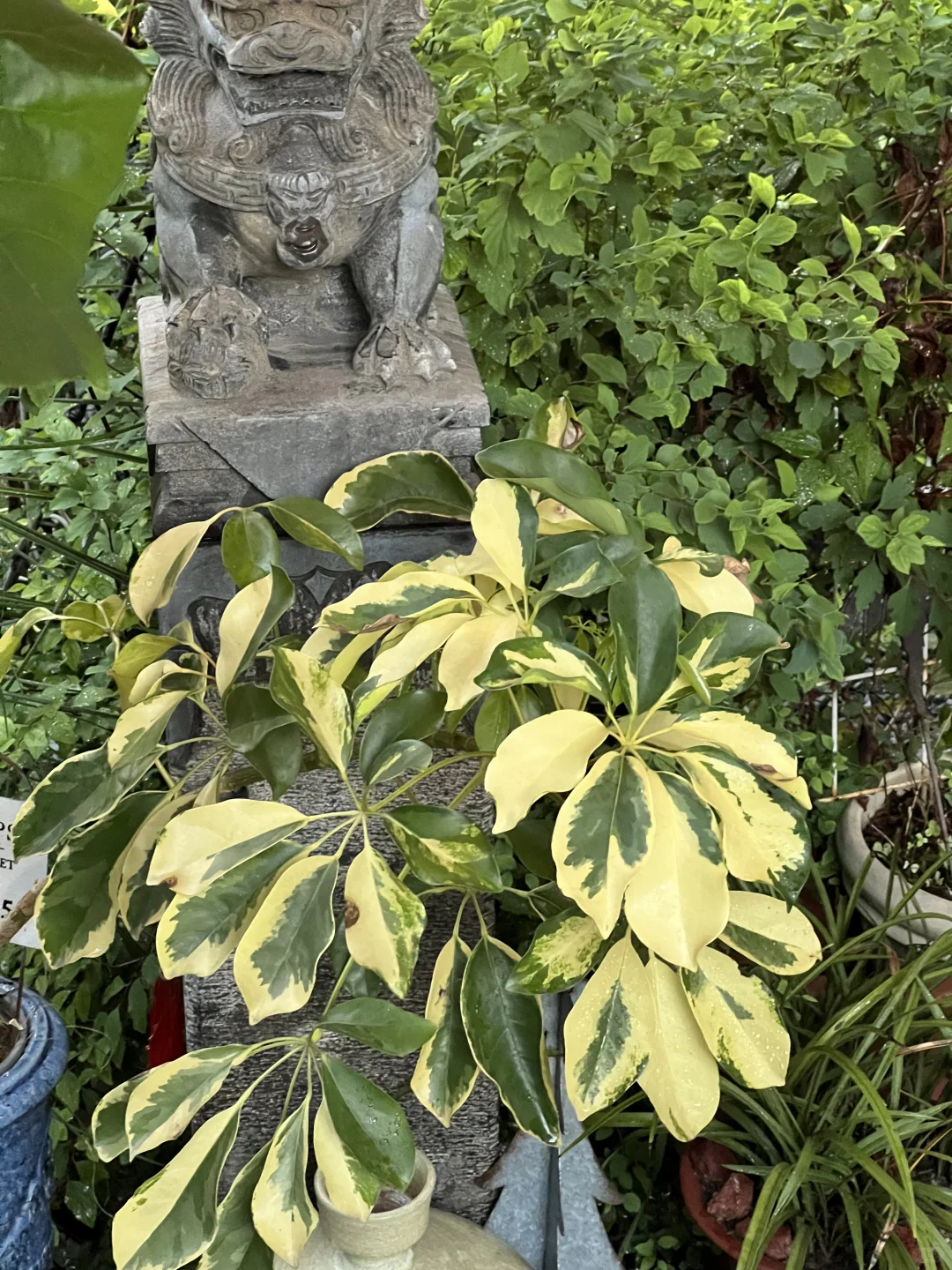 园艺｜夏日高温里好看的叶色
