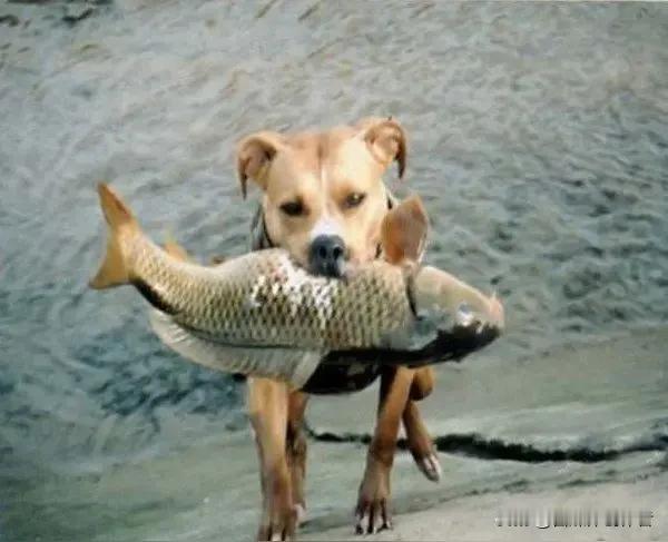一物存善念，平凡犬只撕开世人浮躁的内心
 
动物与生俱来的悲悯，往往能打破人类固