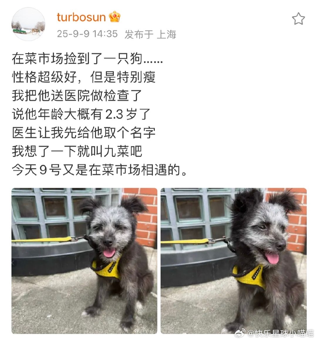 孙俪说在菜市场捡到了一只狗孙俪给狗狗取名九菜感觉姐好心软啊，小狗那么可爱，以后有