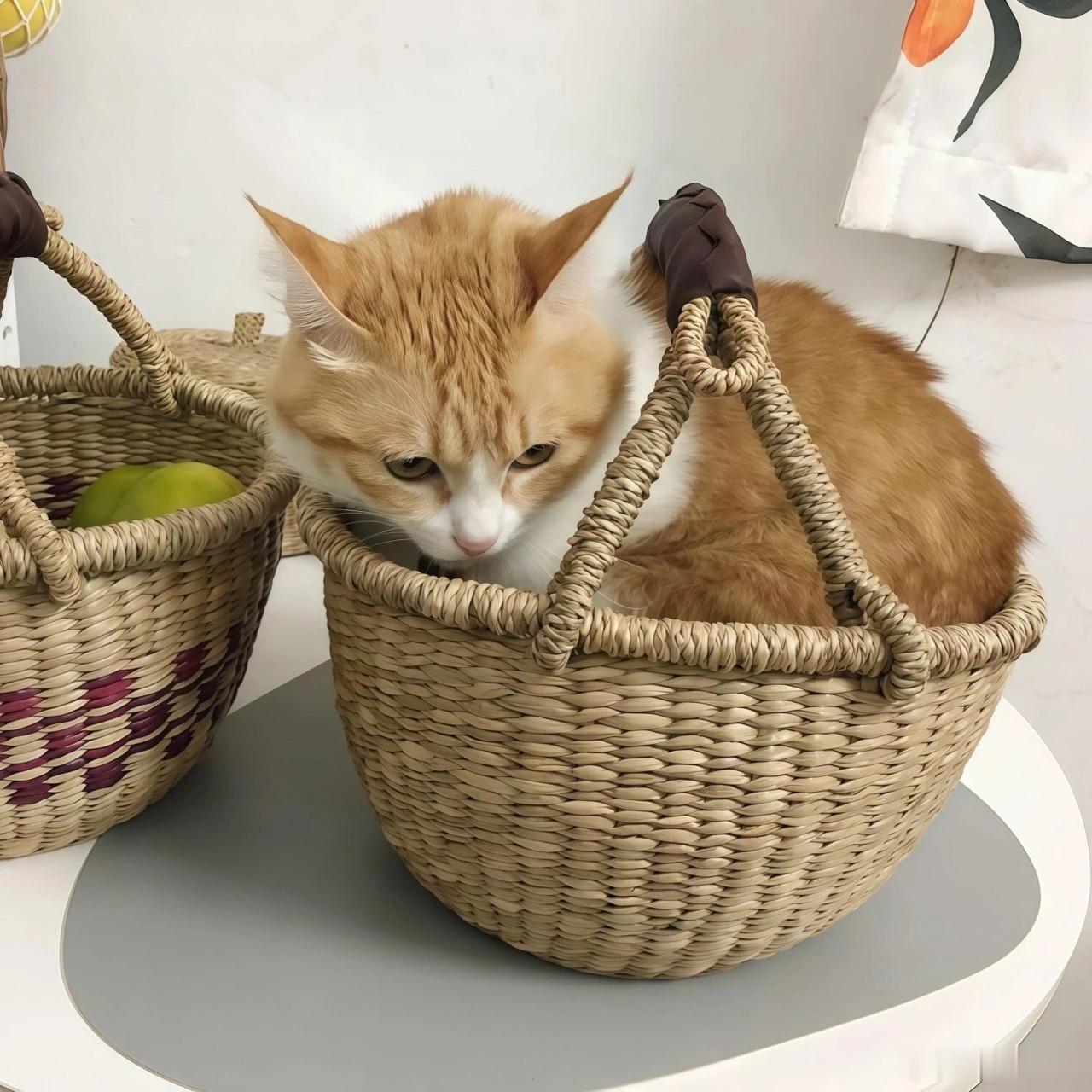 今日份的快乐是猫猫给的ヾ(≧▽≦*)o ​​​