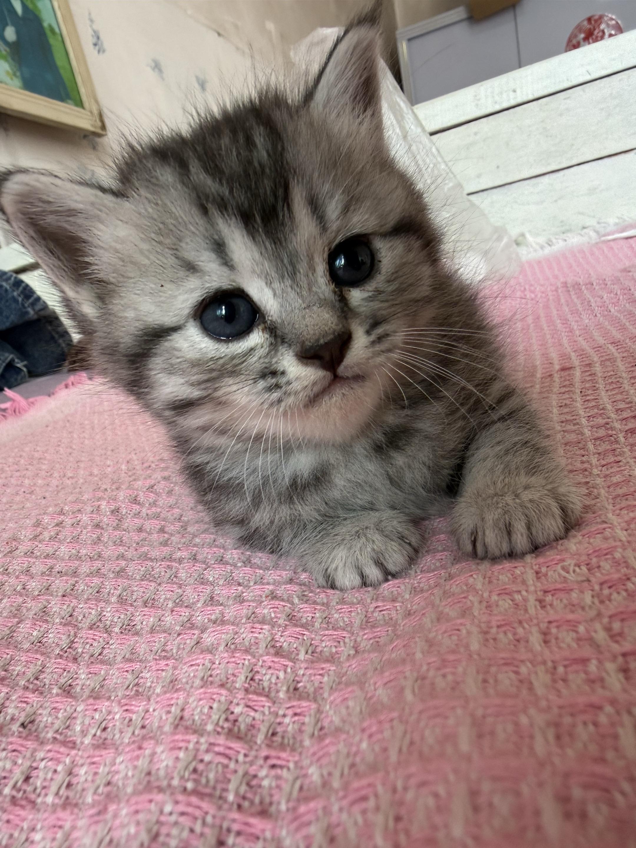 糟糕这只小猫咪谁顶得住啊 猫咪之间互动有多可爱 世界上怎么可能没有猫咪...