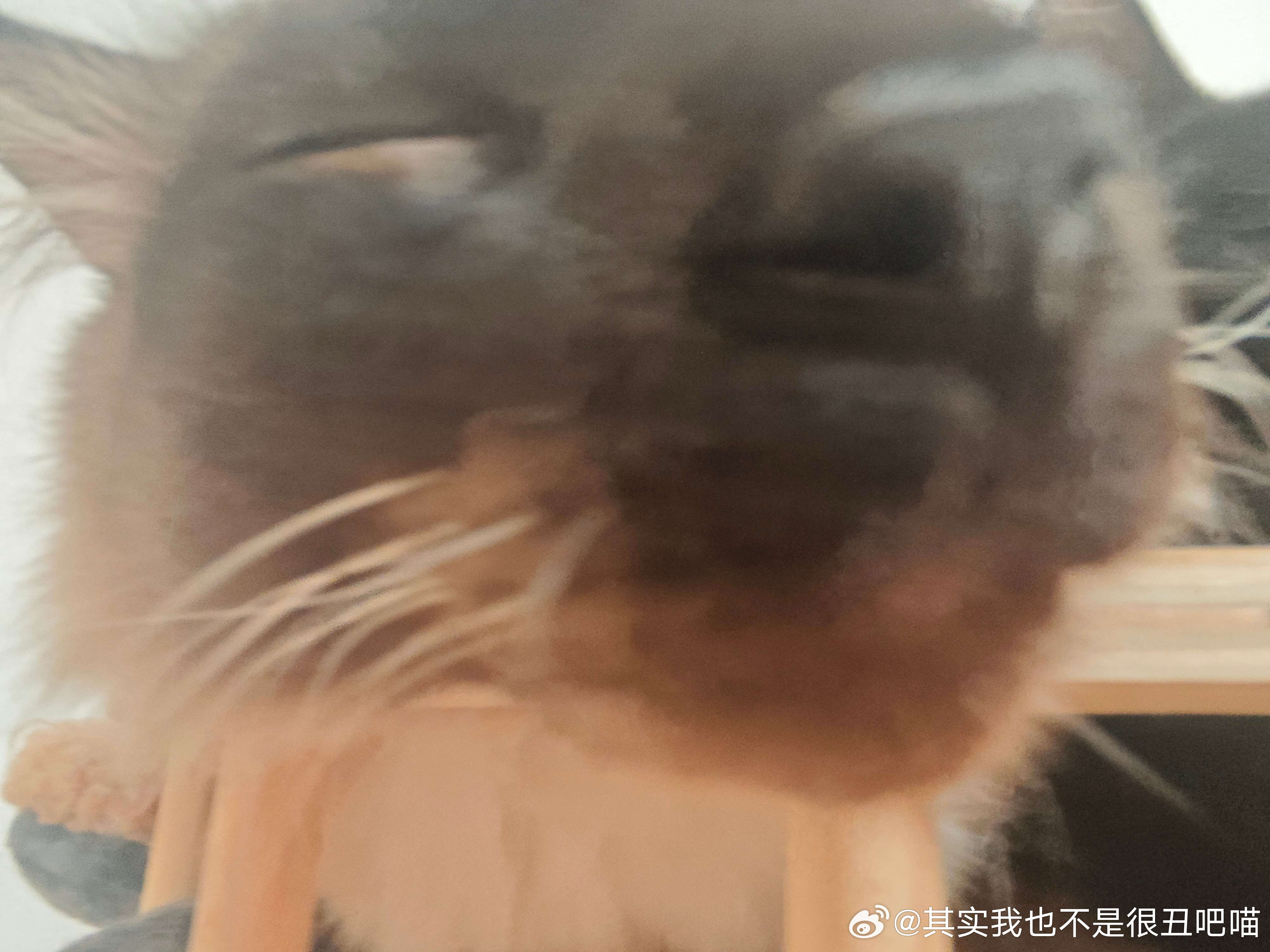 50315【丑猫】陶醉 