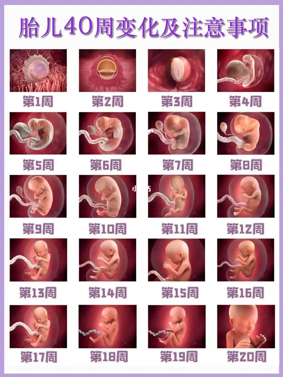 怀孕1-40周宝宝发育全过程✅及注意事项