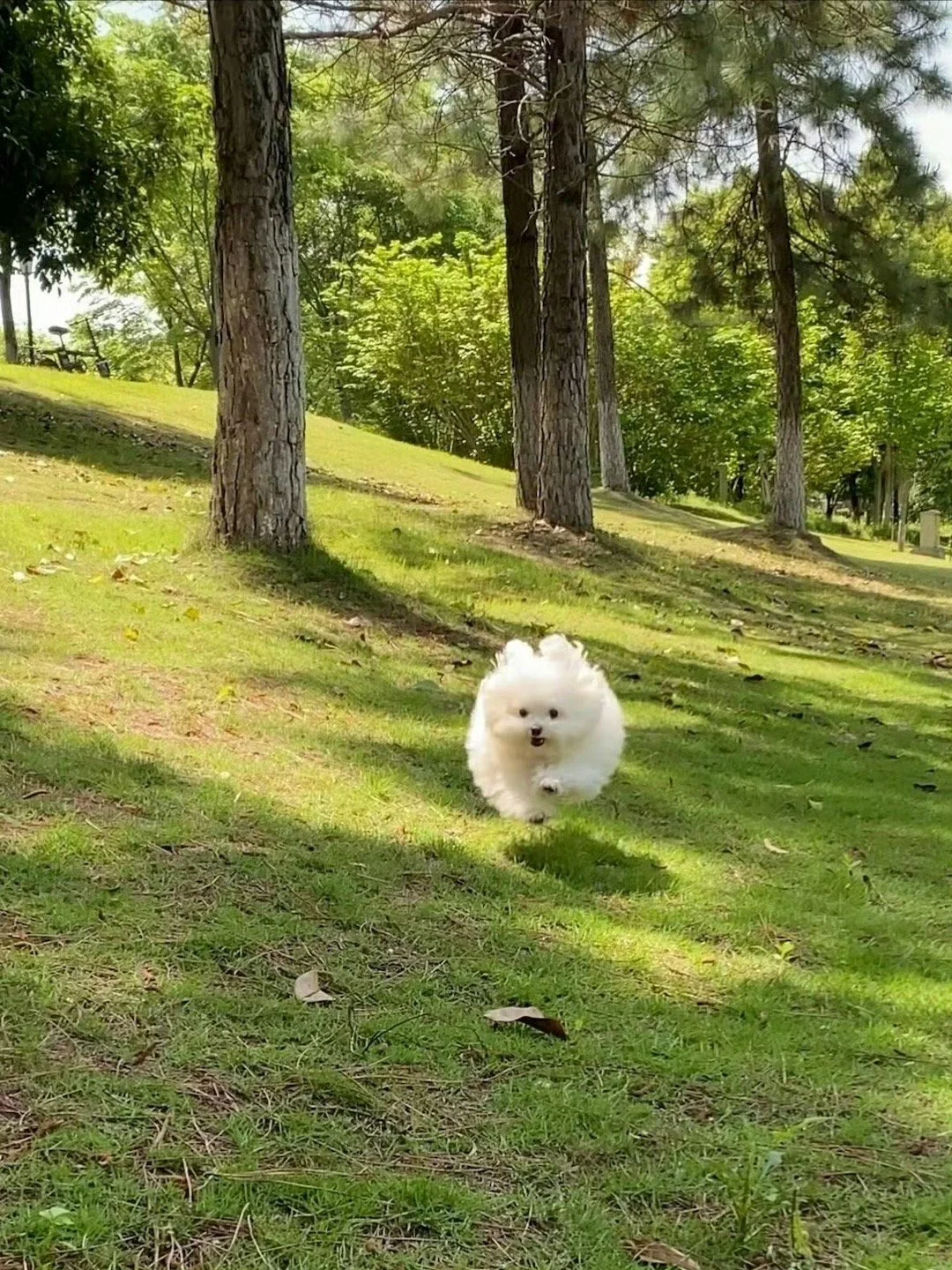 飘来一朵小狗云☁️