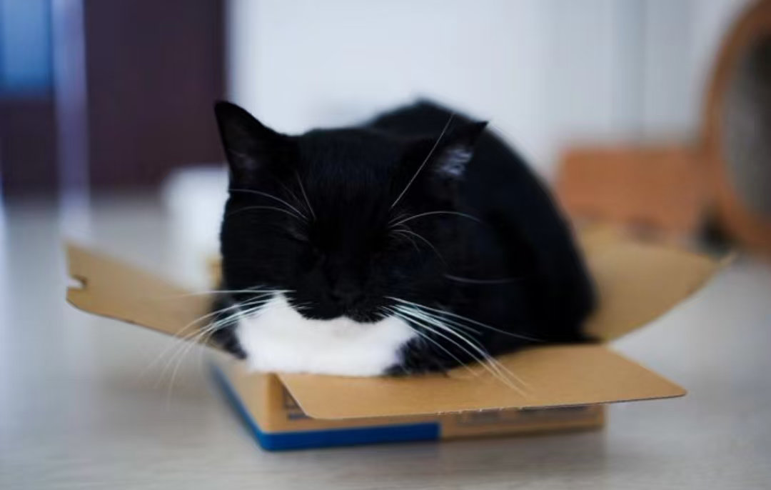 速通了一下这个“拙于谋身”，其实就是说矩正干活揽权得罪了皇帝和其他一堆人，并且一