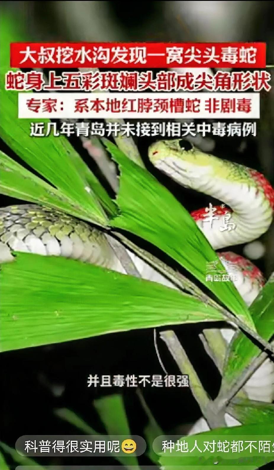 “胆子真大！”山东青岛，男子在自家田里挖水沟，一锄下去，竟然窜出来一条长蛇，而且