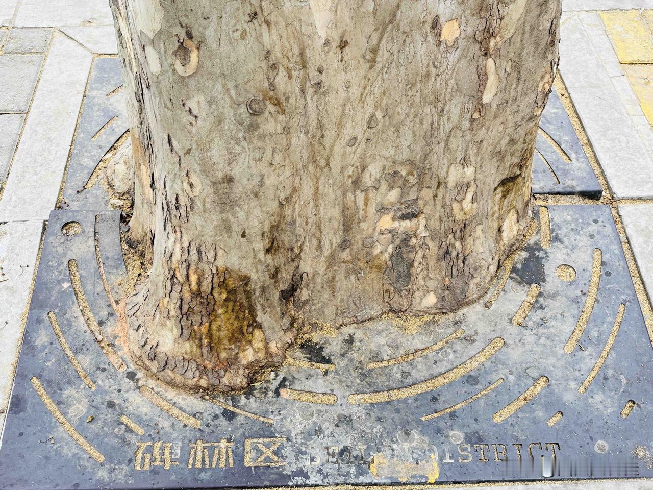 路边的大树🌲也好可怜！
崮了一圈铁板，时间长了，铁片已经嵌入到长粗了的树干里，