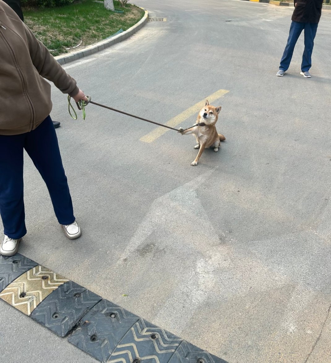 哈哈哈哈哈哈哈，闹情绪的狗，倔强，他还知道用爪爪 