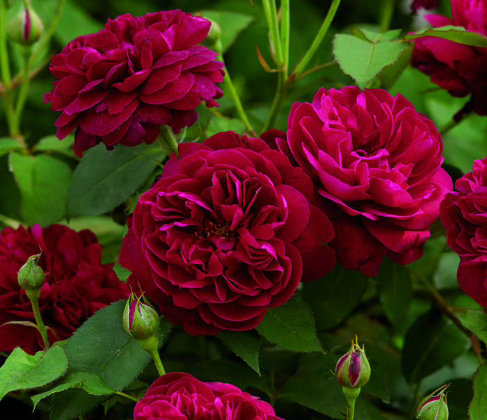 🇬🇧玫瑰Photo: David Austin Roses ​ ​​​