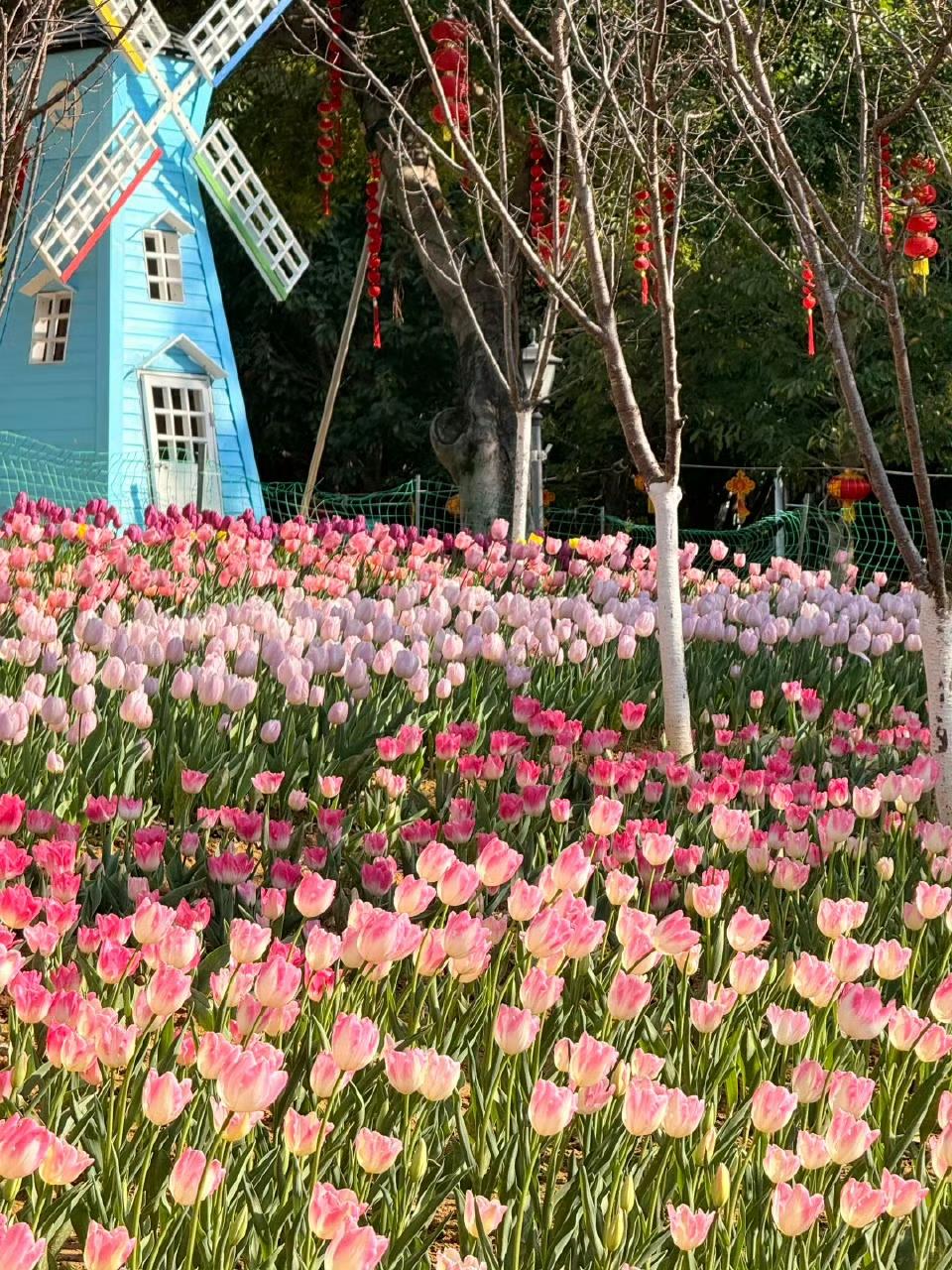 【这片新晋花海打卡地要火   福州市儿童公园】

儿童公园的郁金香悄然绽放！快来