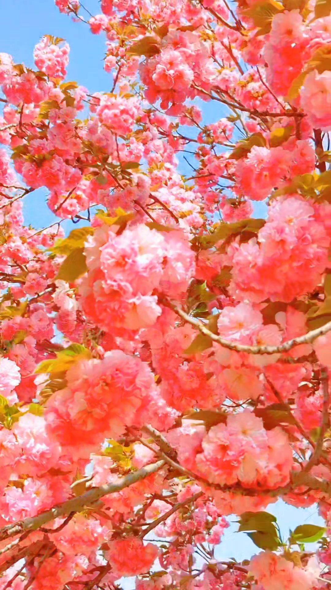 军装风穿搭和晚樱盛放的春日太配了！一身利落的卡其色军装搭配红色斜挎包，站在樱花树