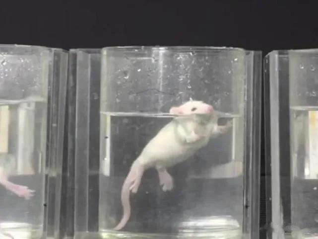 美国科学家西特，拿老鼠做了一项实验，结果发现了“奇迹”:

西特把老鼠放进四壁光
