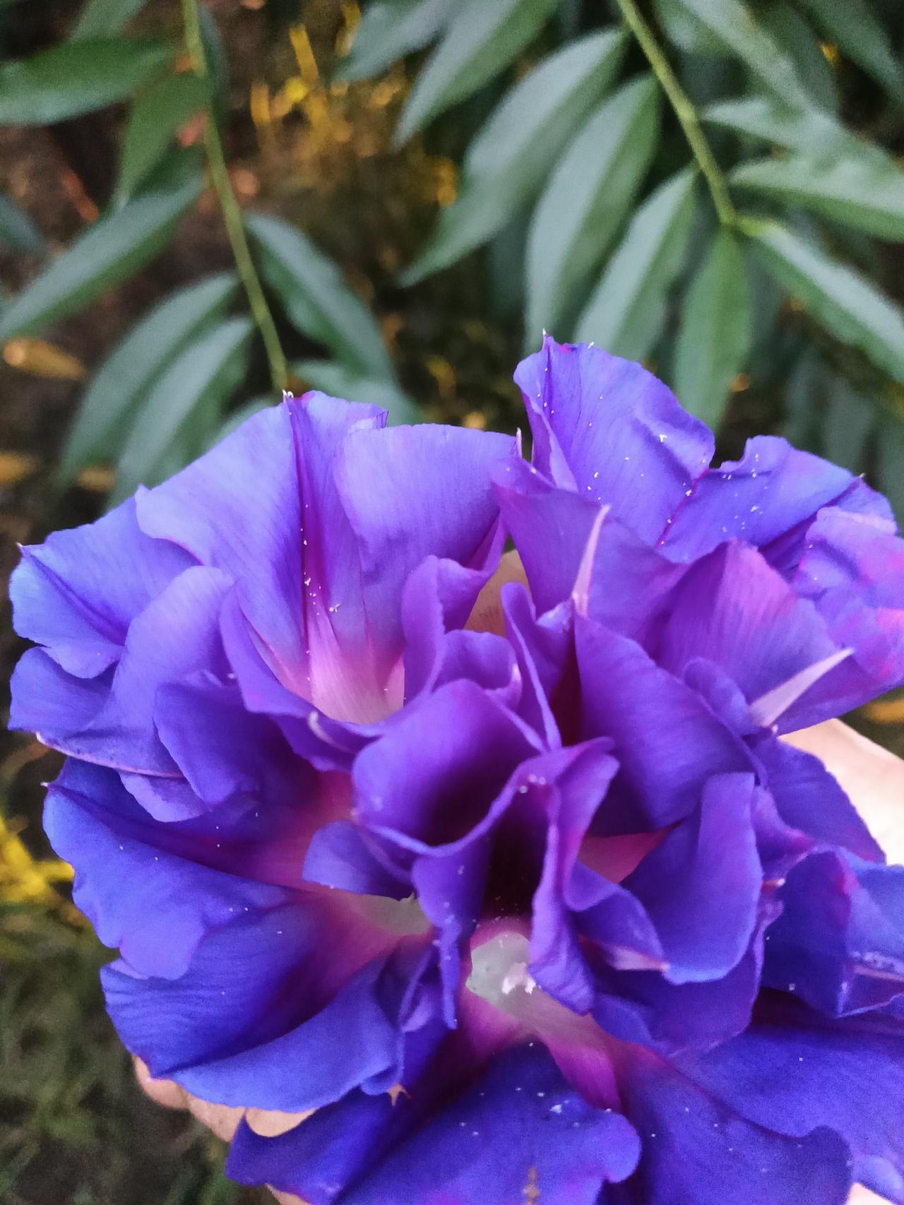 你是我的“牵牛花”
蓝色朵朵开鲜艳芬芳
闻到了香味浓郁花粉
在果树下生长耐得住