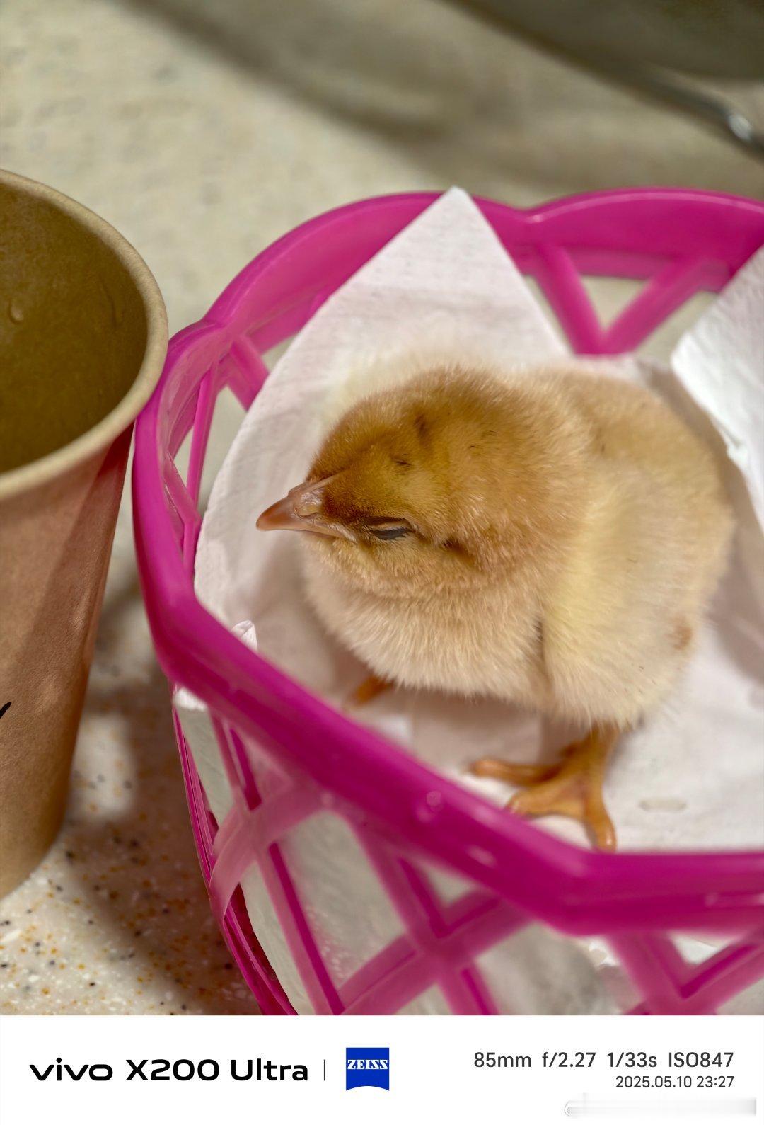 🐔命关天，在线求助啊女鹅套圈圈套回一只小鸡，爱不释手。但这小鸡喂米饭不吃、米粒