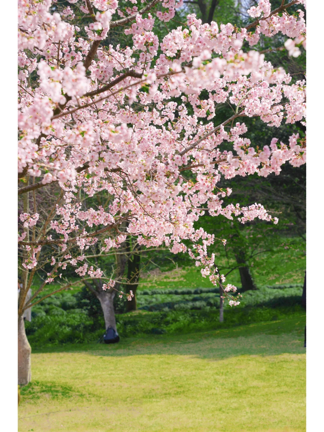 2023杭州第一波早樱盛开🌸春日限定浪漫