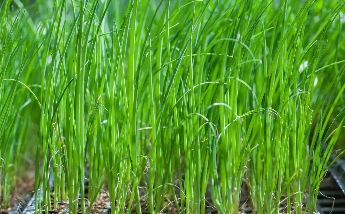 30年前，武汉大学研究团队普查时，在新安江畔一个洼地，发现一片韭菜很特别，经研究