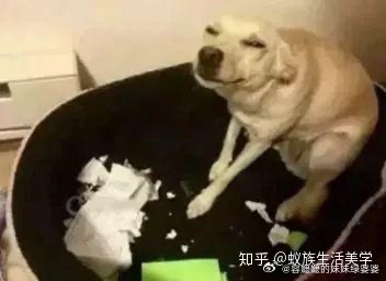 暑假作业被狗撕碎男孩崩溃边哭边揍多少年了我都记得这个狗表情：“去啊去告诉你老师暑