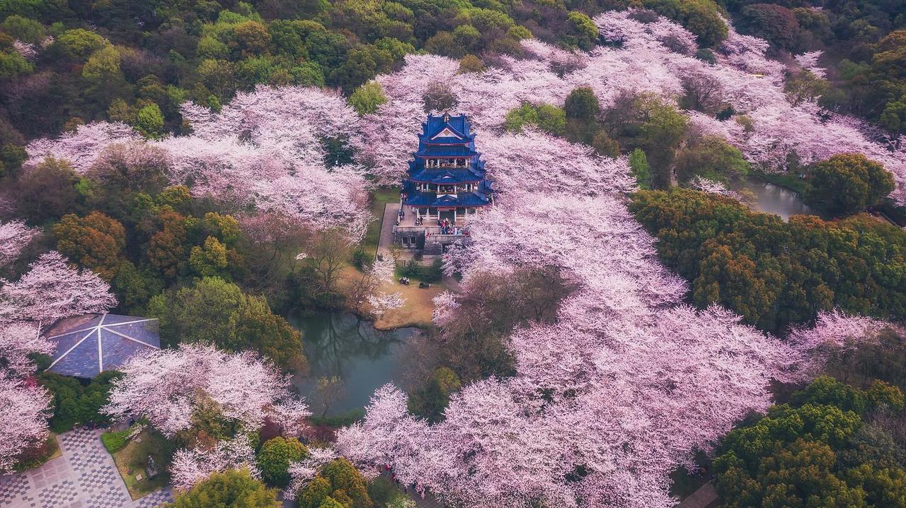 连樱花都不敢欣赏，何来真正的世界大国文化自信？

每年三月，从无锡的太湖鼋头渚到