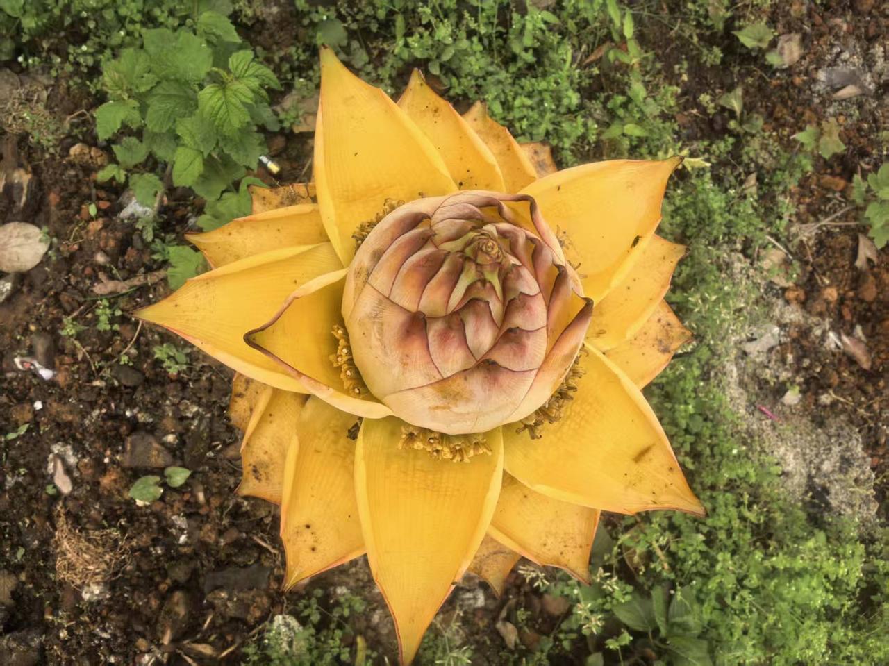 普照山寺逢金莲，红土生花伴禅音
  第一次见地涌金莲，是在纳溪普照山寺里。刚进寺