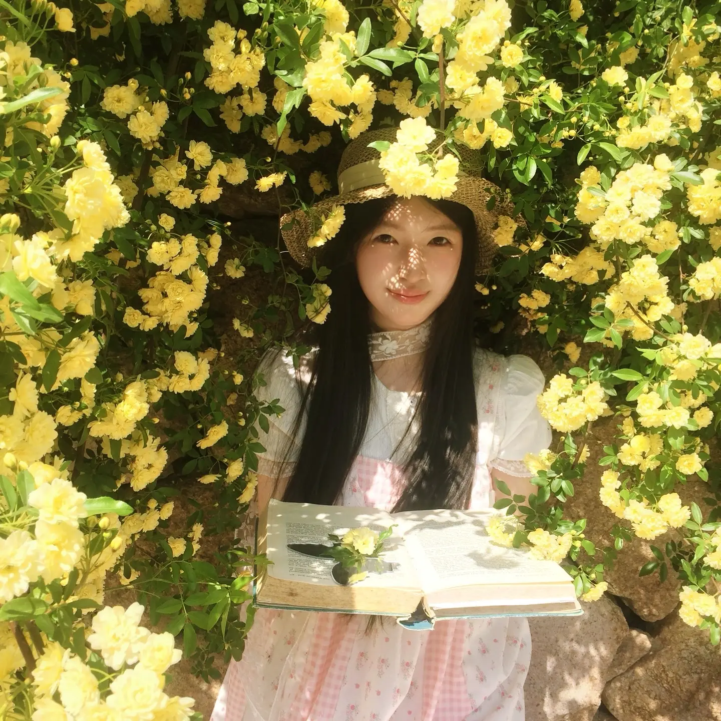 黄木香。