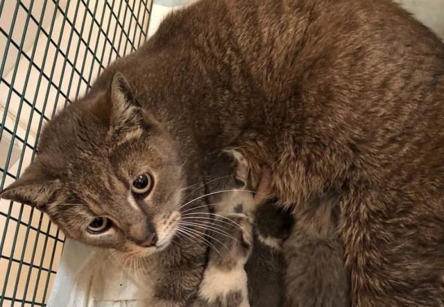 这只流浪猫咪被人们发现时身边还有好多只刚出生不久的小猫，很难想像在野外食物紧缺的