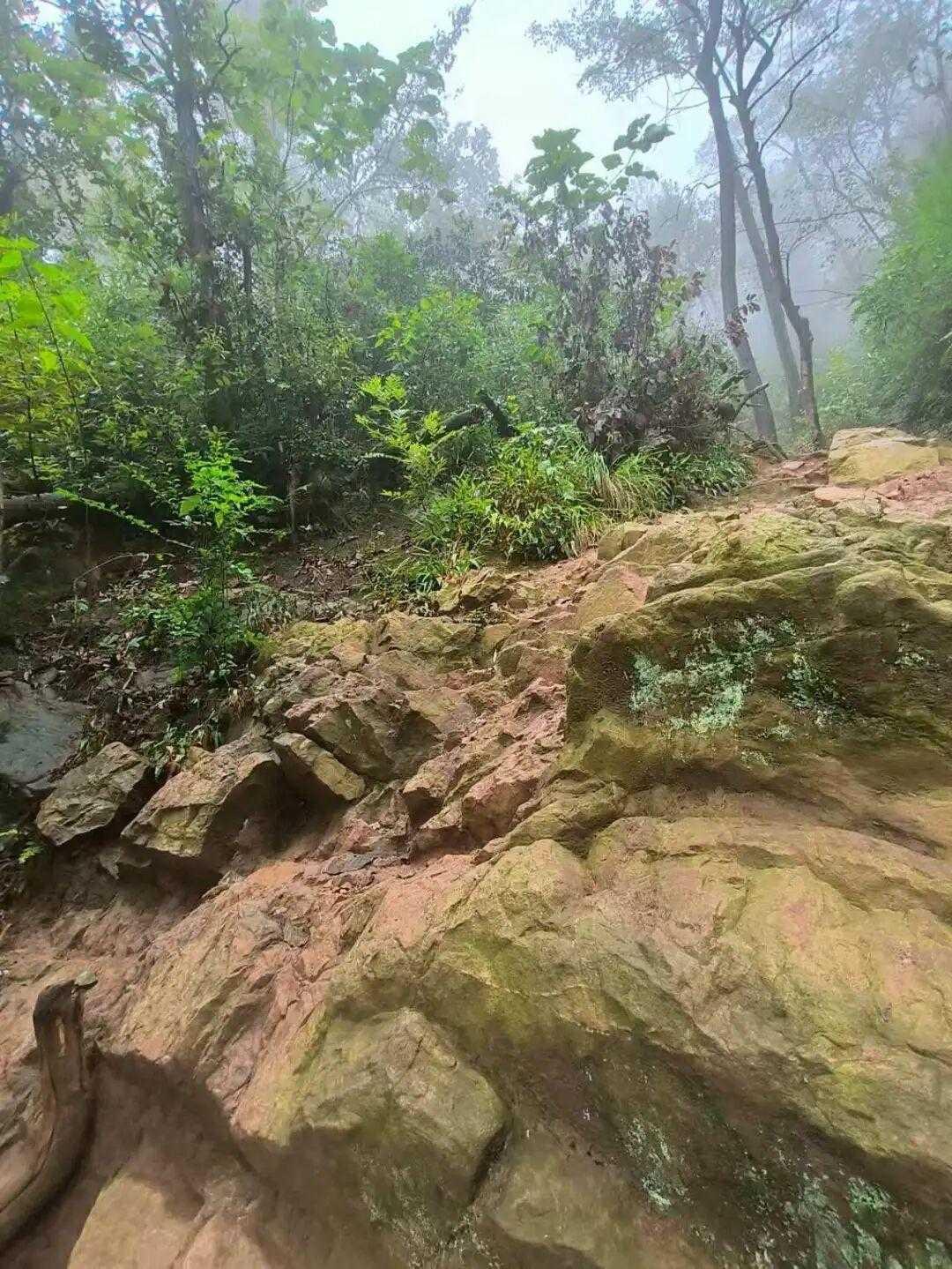 【岳麓山“野道热”引爆朋友圈，网红线路暗藏安全隐忧】

“比景区大路更刺激，把女