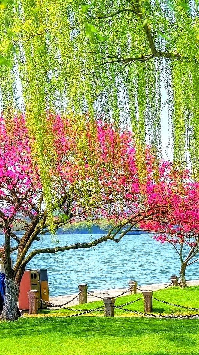 ………古 风 体………
… 春柳掩映一树花
… 怡红快绿垂帘纱
… 隔帘姣好更动