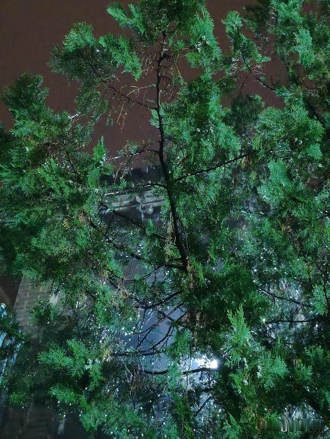 晒图笔记大赛灯光、雨露、松间美景
