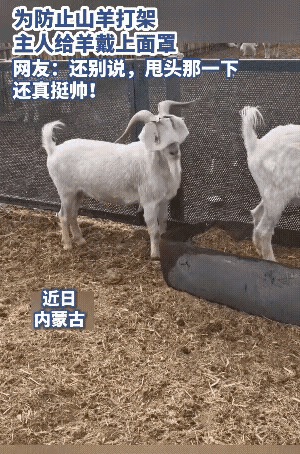 “绝了”！内蒙古，一名主人发现自家养的羊总爱打架，于是想了一个办法，找来一些布料