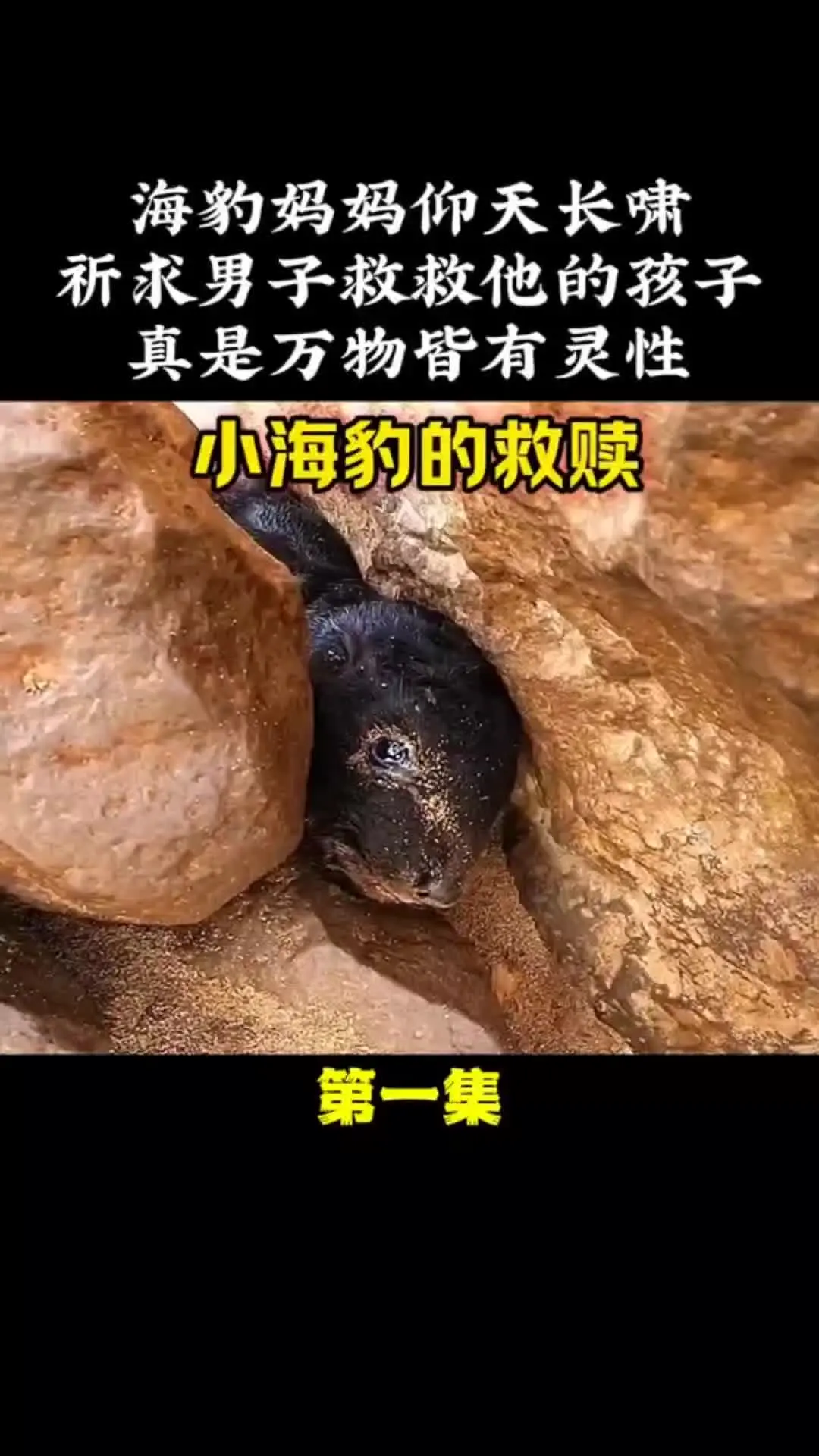 我的观影报告 内容启发搜索 动物的迷惑行为