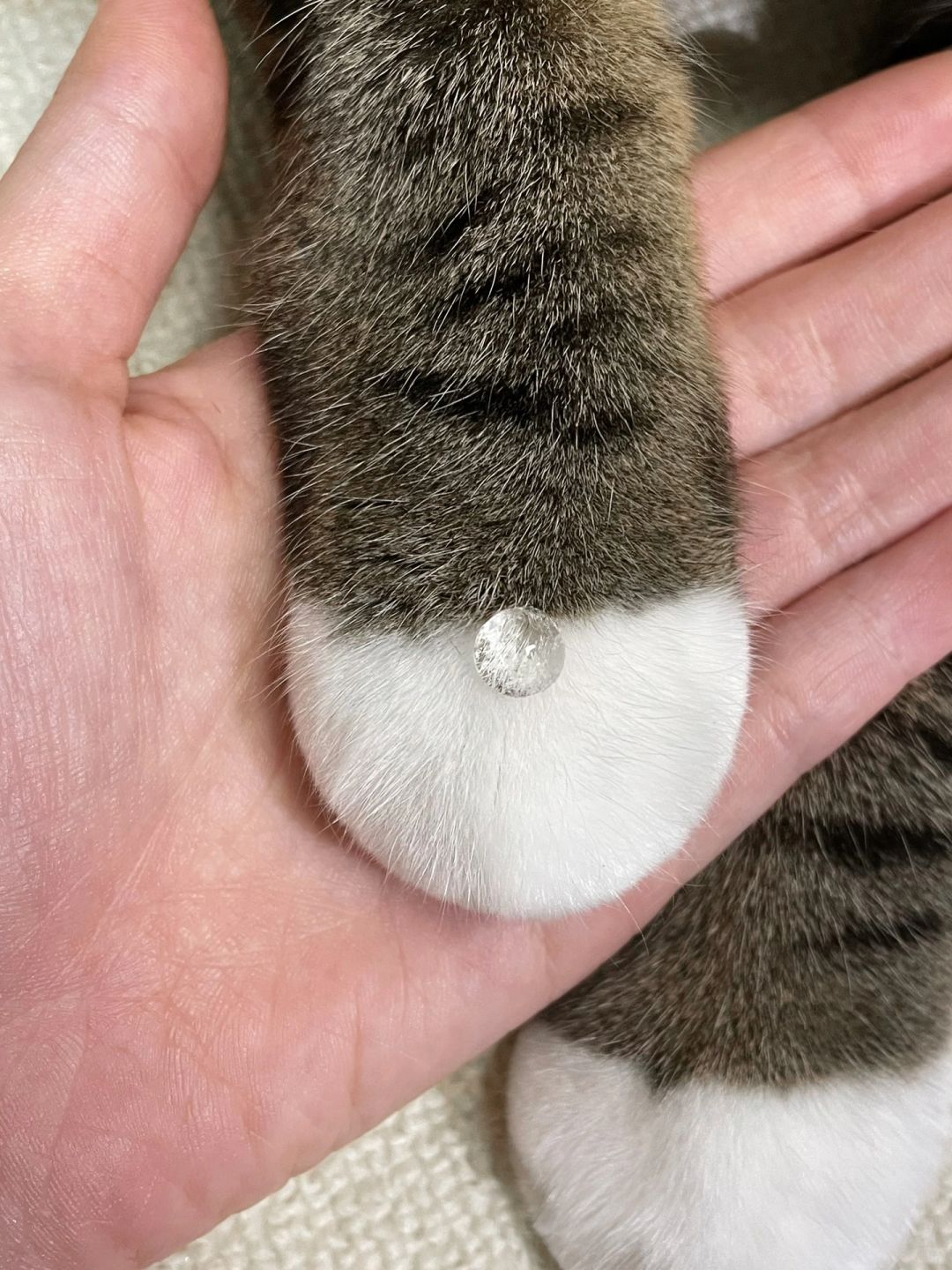 小猫咪送我这个水晶钻石是什么意思？💎