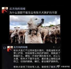 为什么狼群不敢攻击有牧羊犬保护的羊群？ ​​​