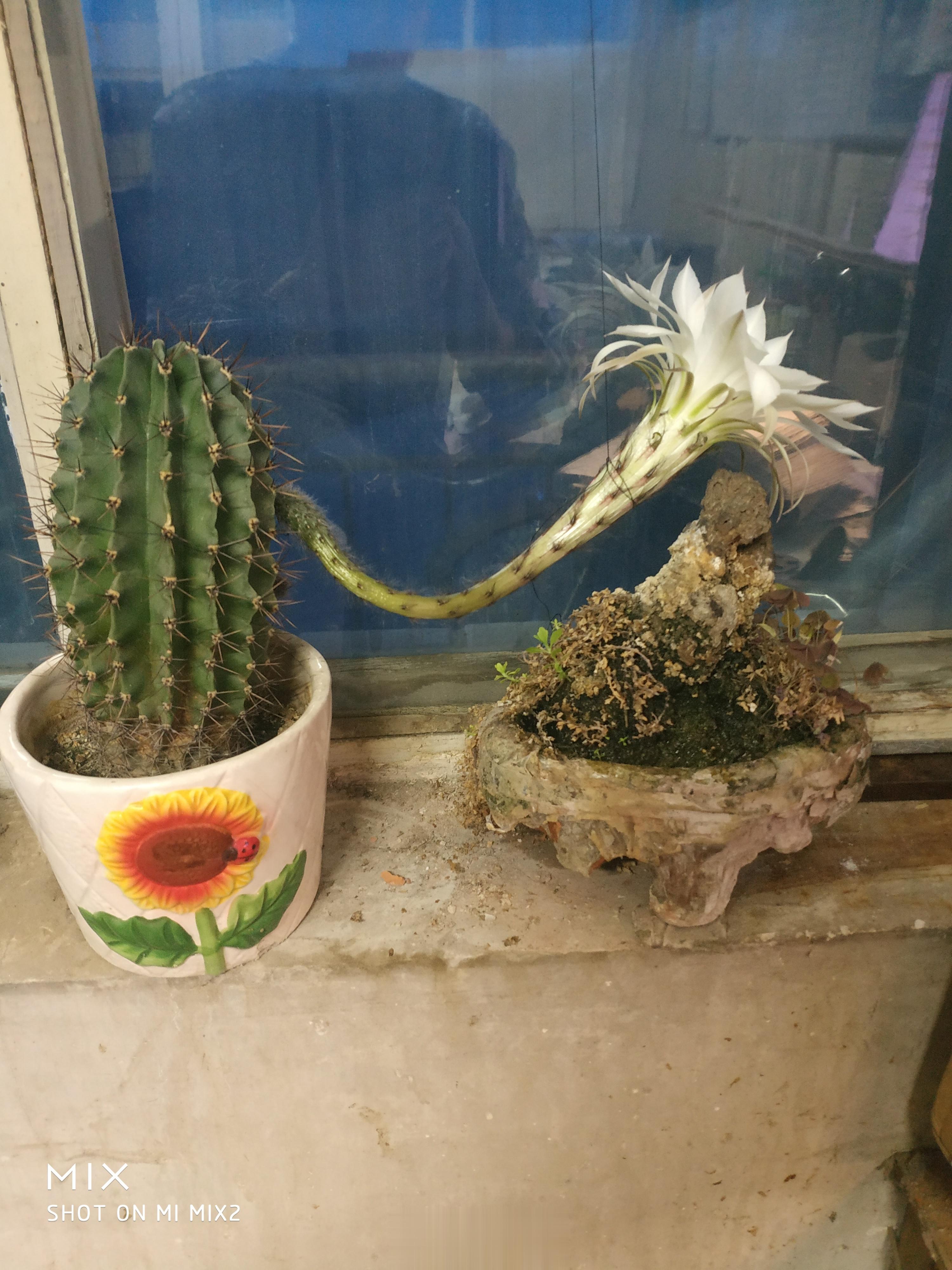 一小时前，仙人球花还没开，无意间抬头一看，花绽开了。 ​​​