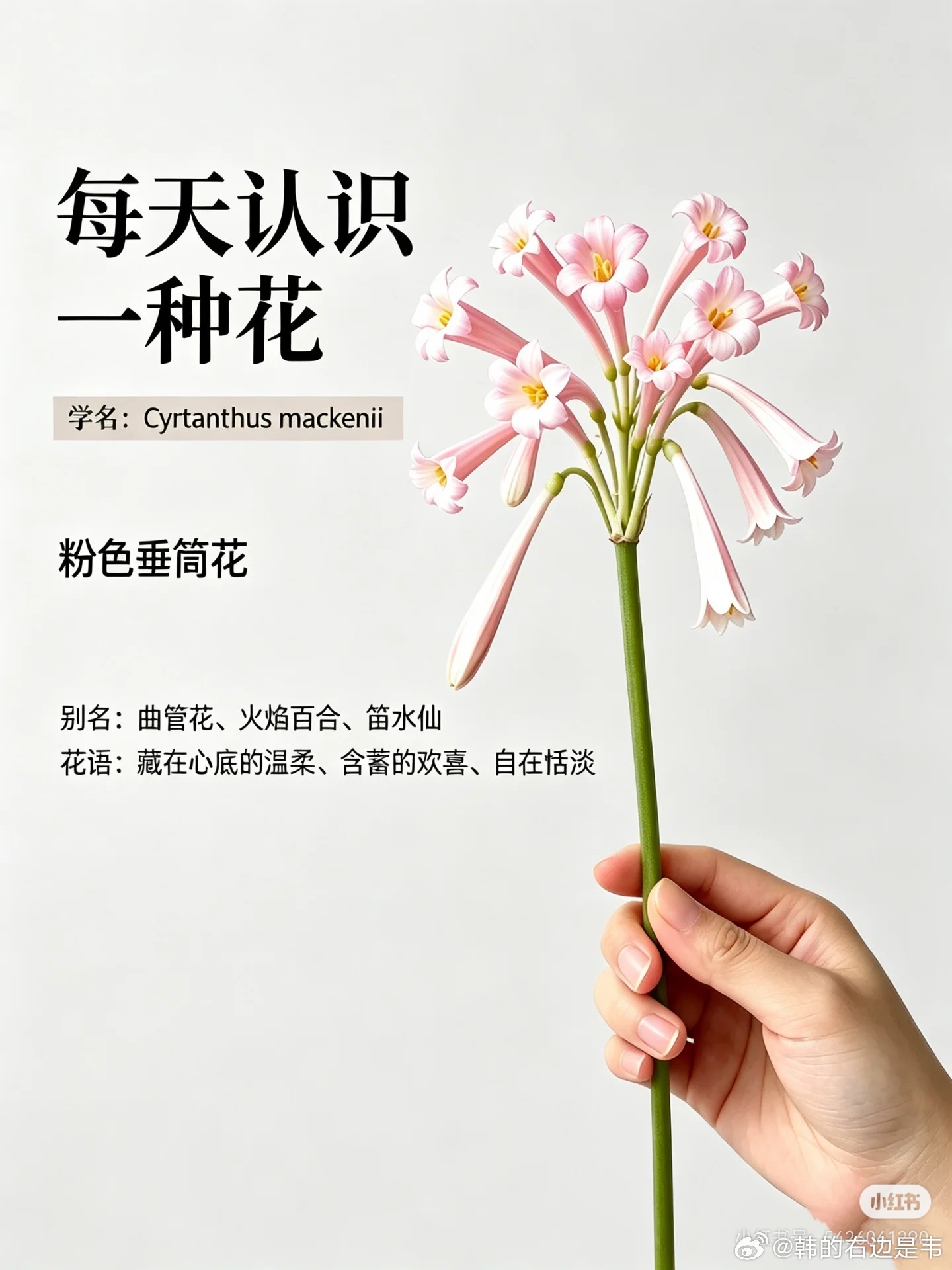 挑战每天认识一种花-粉色垂筒花粉色垂筒花：奶香铃铛状小众线条花材【花语】含蓄的温
