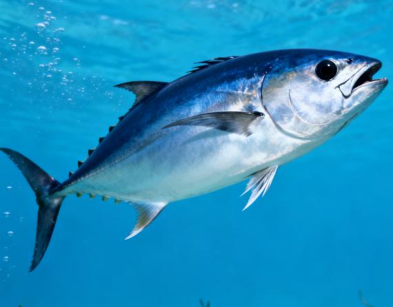 金枪鱼一生都没休息过。时速狂飙80公里，金枪鱼的“勤快”藏着致命代价——一旦停下